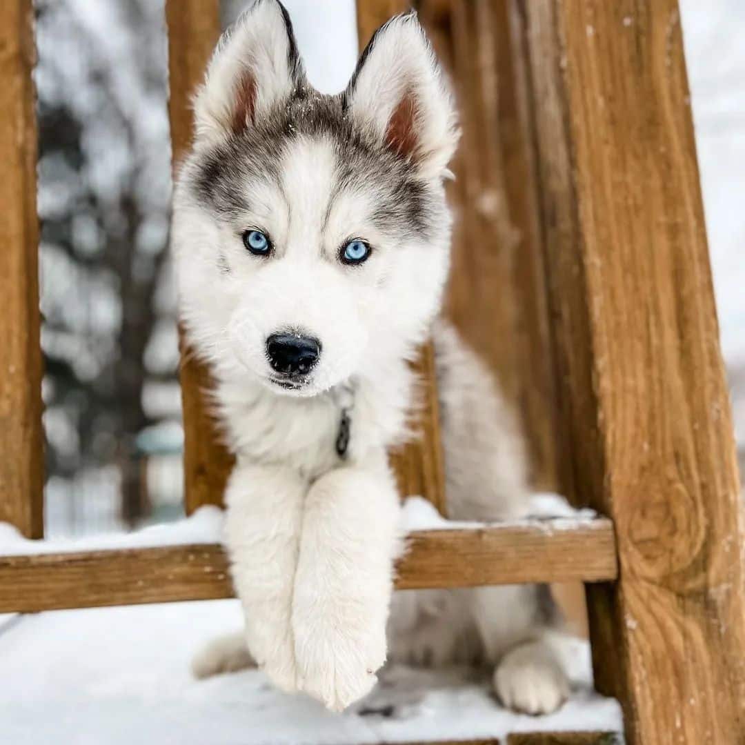 siberian-husky-puppies-guide-everything-you-need-to-know