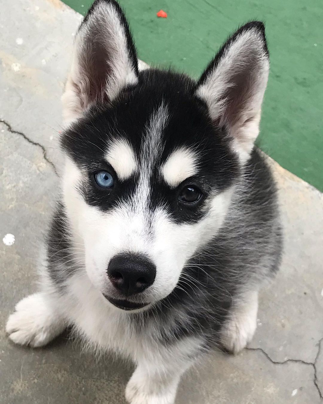 Newborn Husky