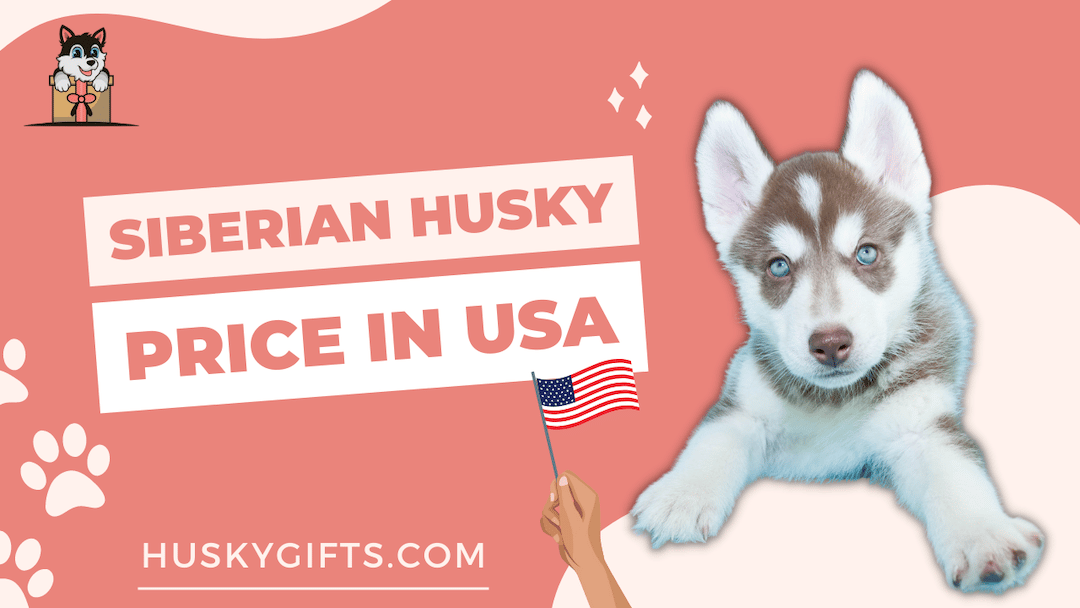 Siberian Husky Price in USA: California, Kentucky, Montana, Washington & Alaska