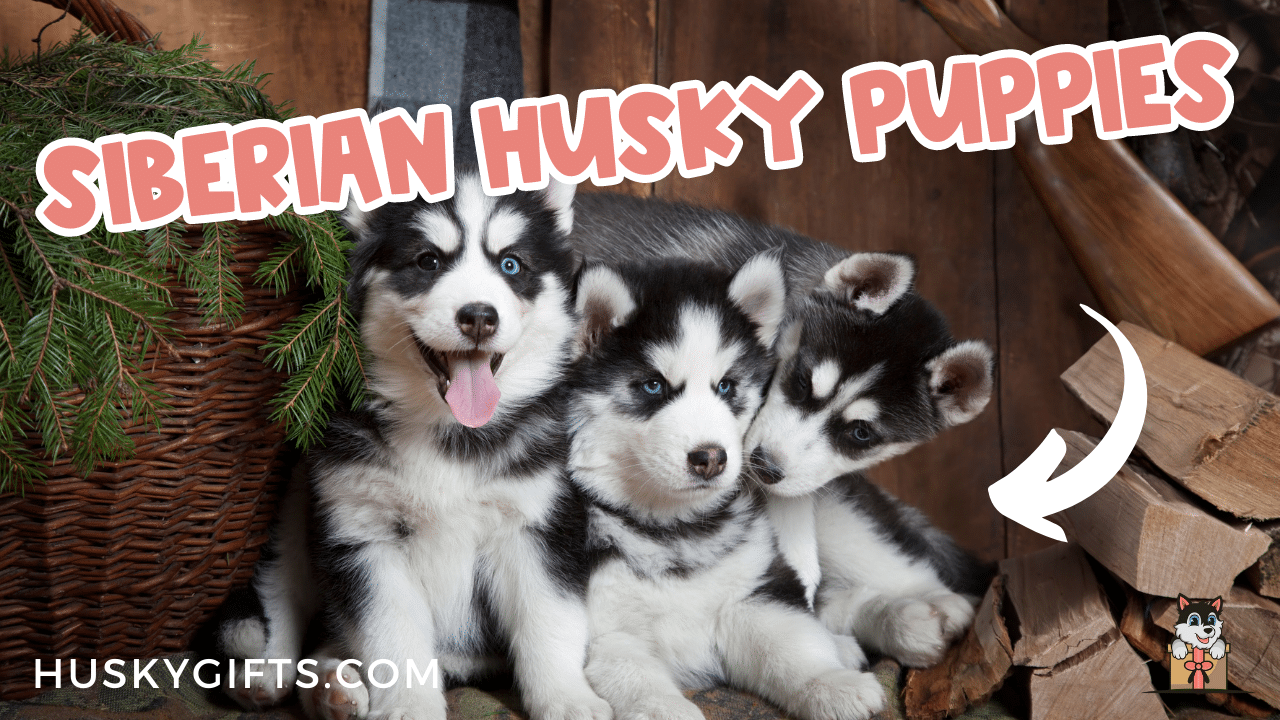 Best food to outlet feed siberian husky puppy