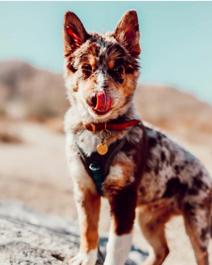 Aussie Husky Mix