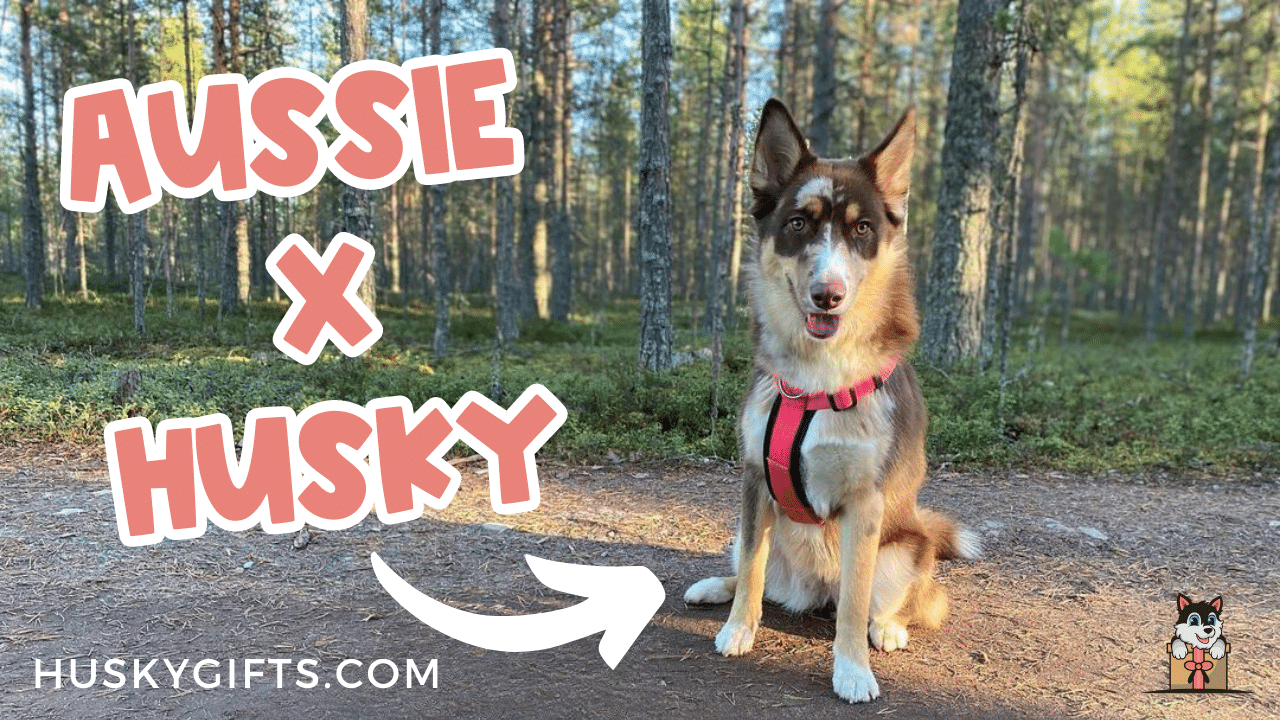 Australian Shepherd Husky Mix - Ausky - Aussie Siberian