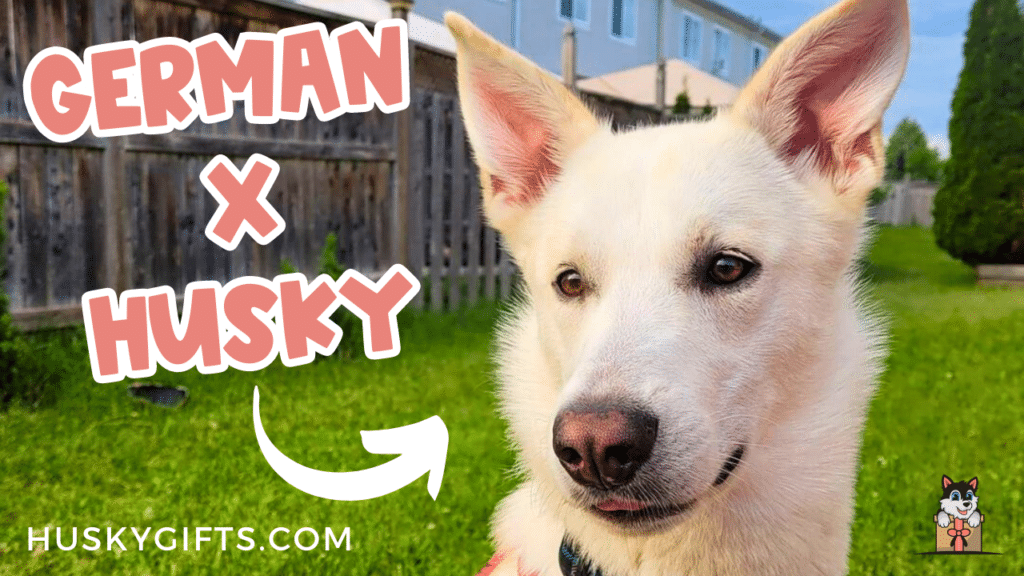 German Shepherd Husky Mix: Your Complete Guide