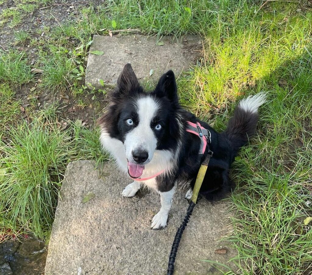 Border Collie Husky Mix (Border Husky): Owner'S Guide