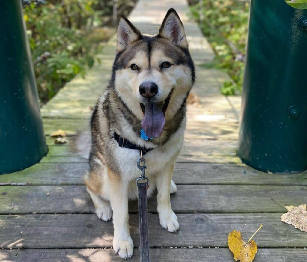 Chow chow mixed with a clearance husky