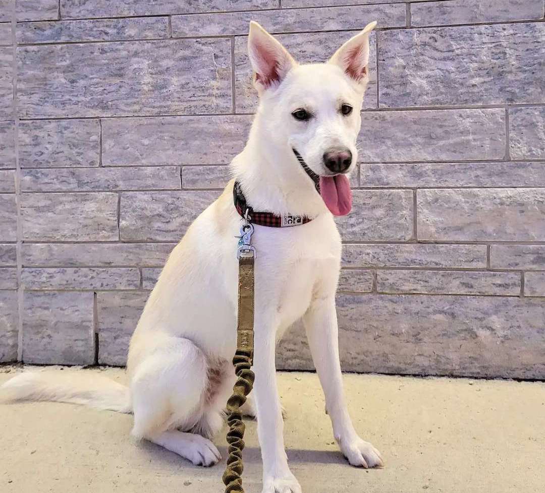 german shepherd rottweiler pitbull husky mix