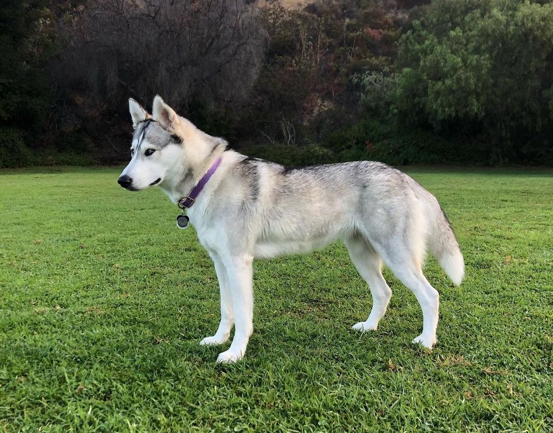 Siberian Husky Dachshund Mix