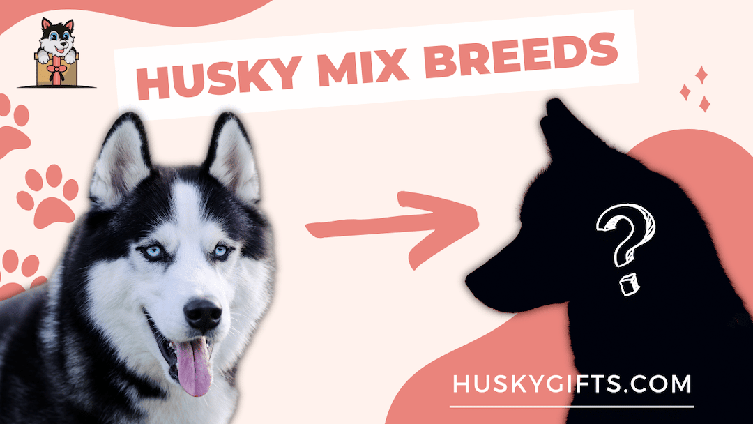 Husky Mix Breeds