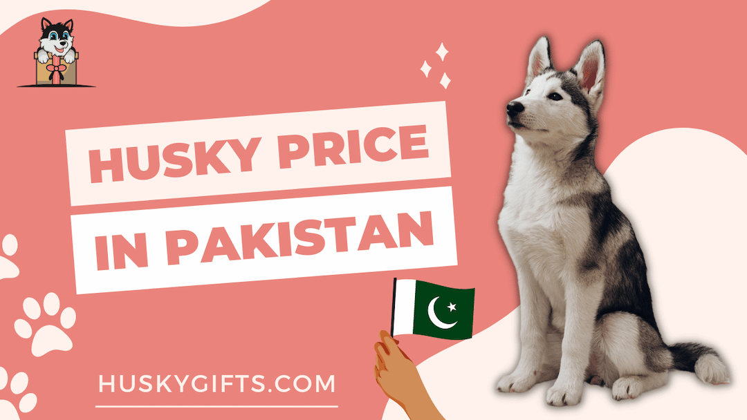 Husky Price In Pakistan 1 