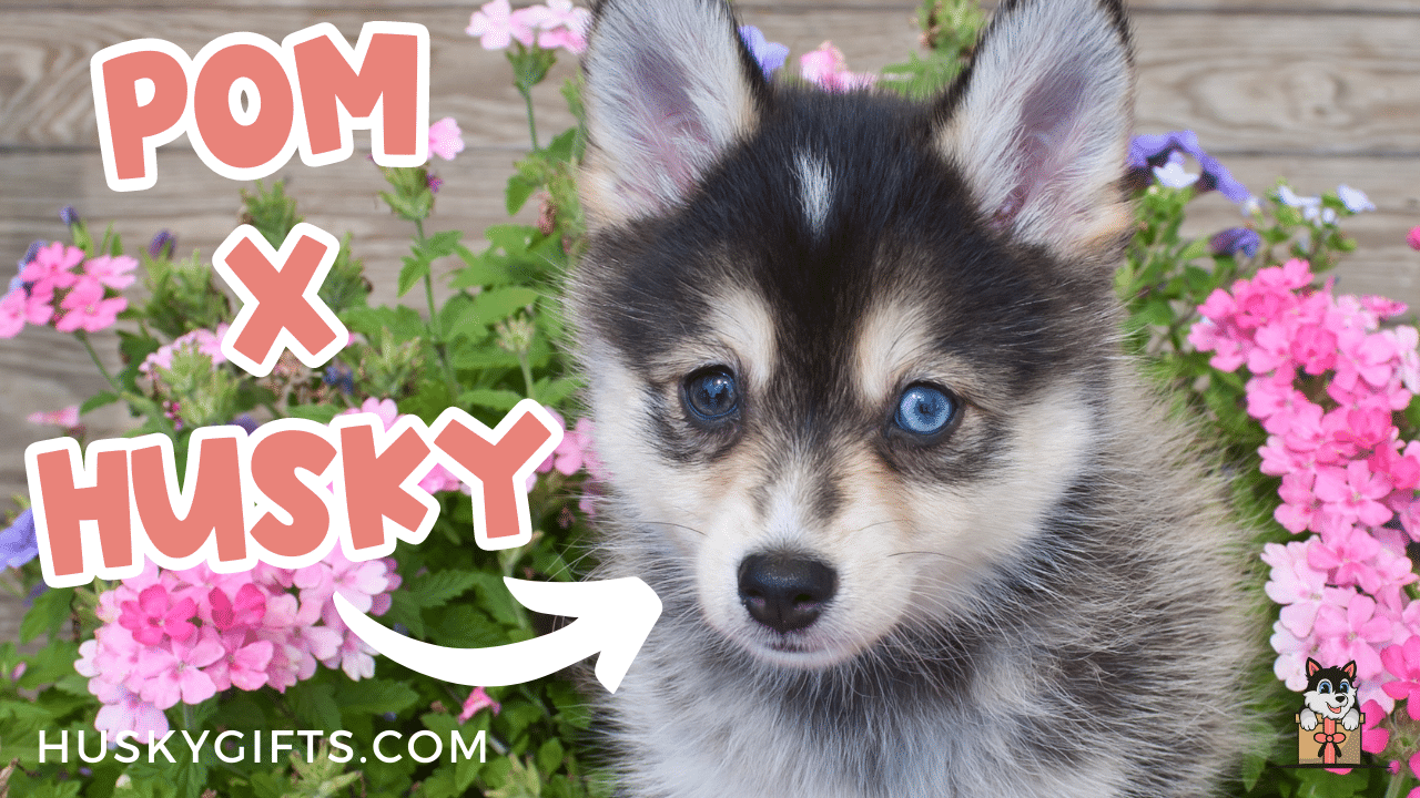 Pomeranian Husky Mix (Pomsky): Owner's Guide