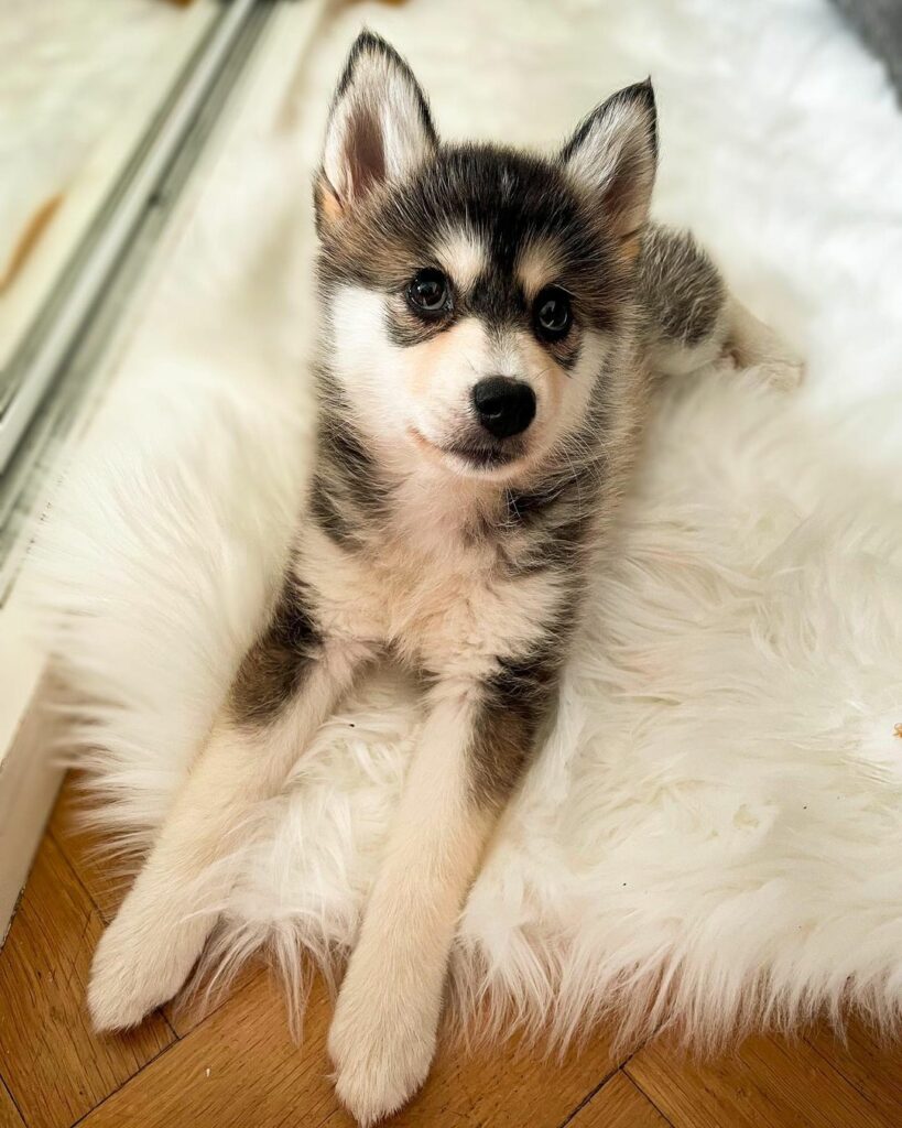 uklar Distrahere nøje Pomeranian Husky Mix (Pomsky): Owner's Guide