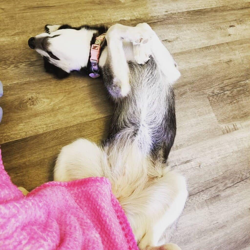 Where Do Huskies Like To Be Pet - Huskies Like Tummy Scratches