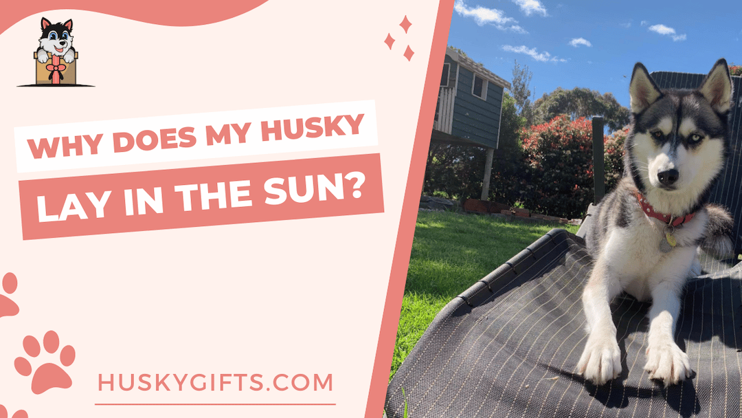 Why Does My Husky Lay In The Sun?