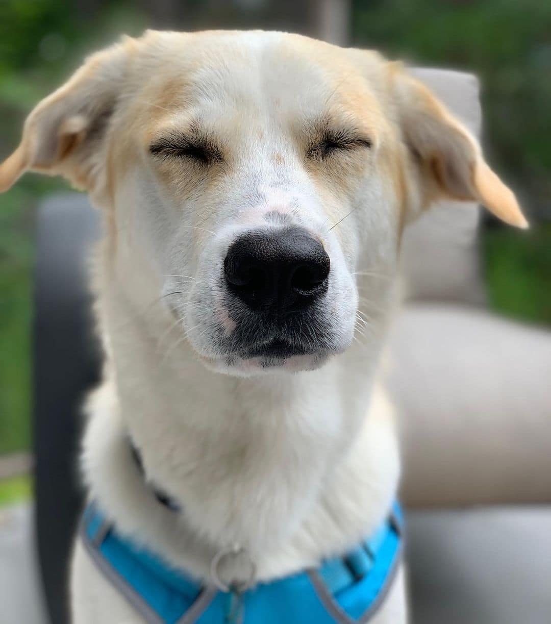 Golden Retriever Husky Mix Appearance