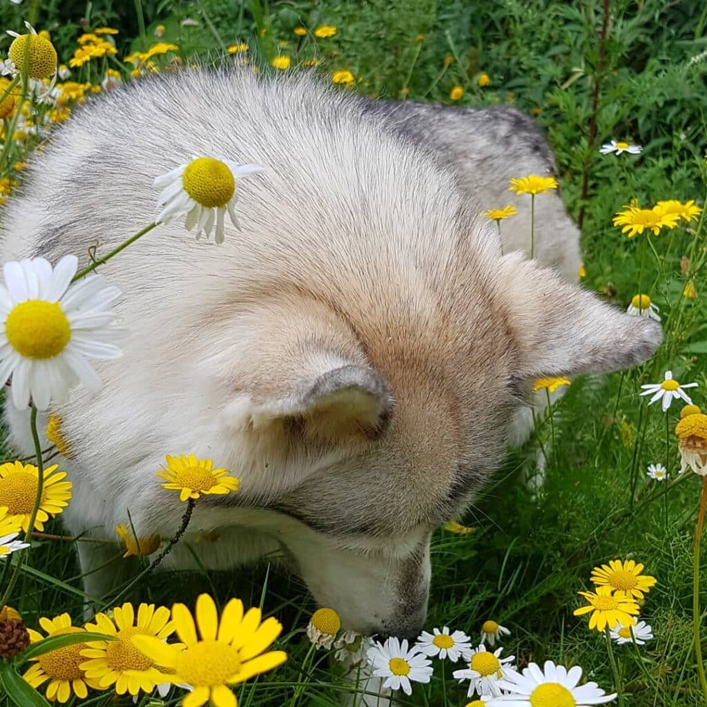 How Do Huskies See The World - Through Their Sense Of Smell