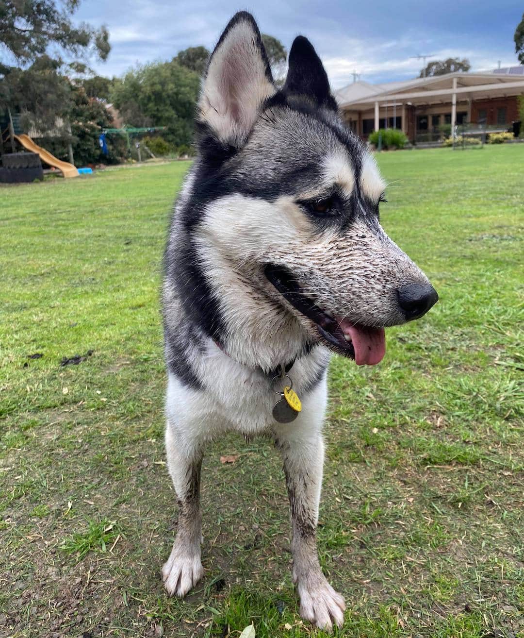 Stop husky 2025 from digging