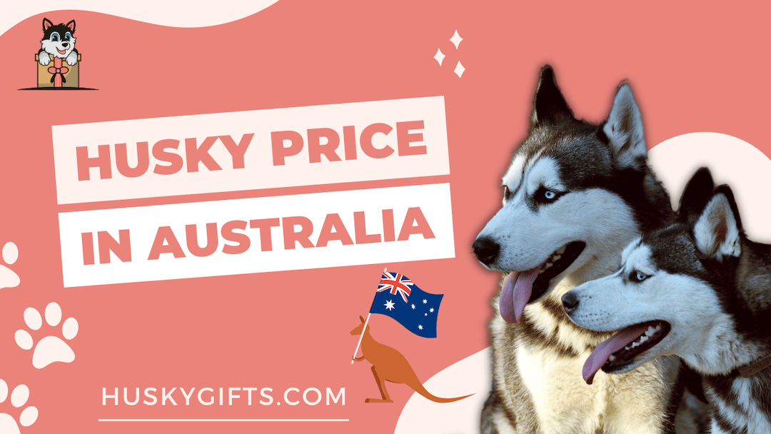 Husky Price in Australia: NSW, QLD, WA, VIC & SA