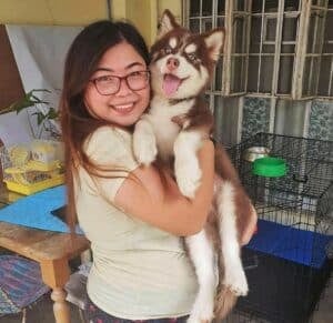 Siberian Husky Price Philippines (Updated Costs 2024)