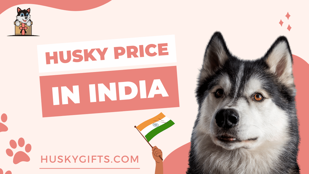 can i keep a siberian husky in india