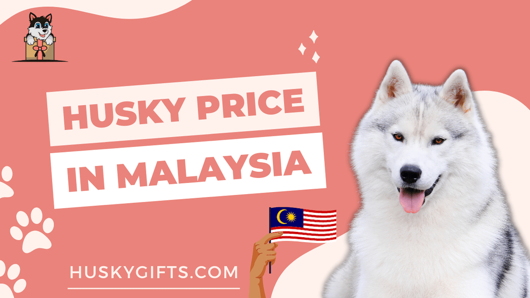 Husky Price in Malaysia: Kuala Lumpur, Selangor, Pahang & Putrajaya