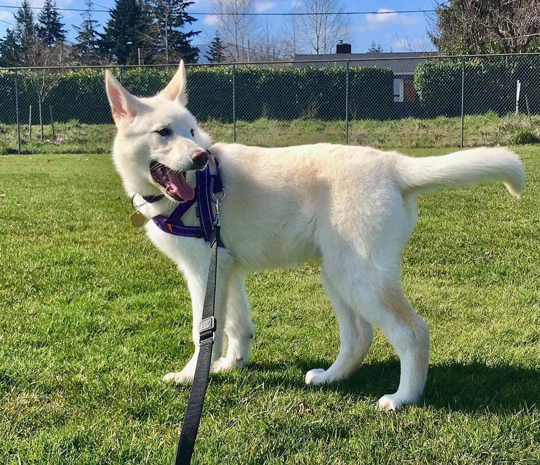 Labrador Husky Mix Appearance