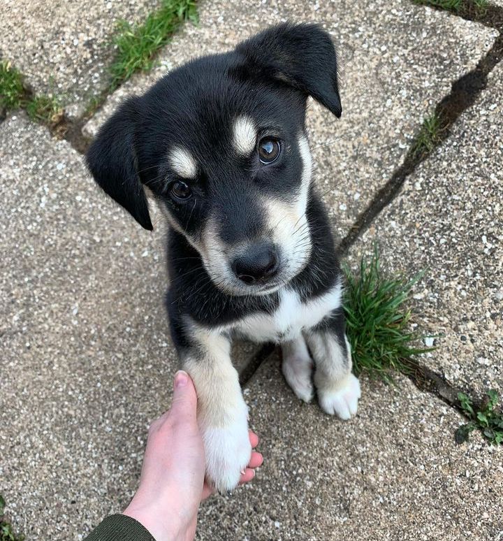 Labrador Husky Mix Training