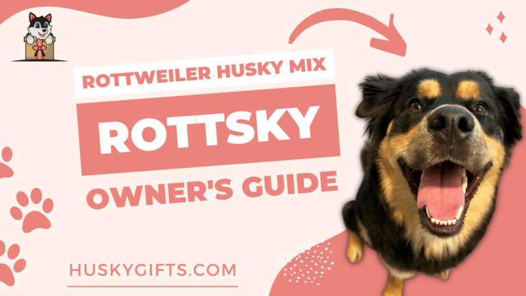 Rottweiler Husky Mix (Rottsky): Owner's Guide