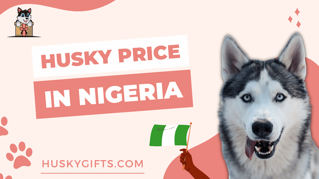 Siberian Husky Price in Nigeria