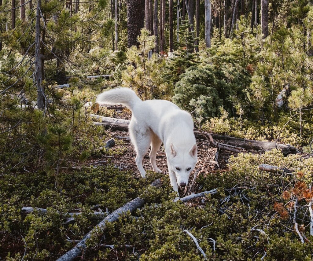 can huskies live in the wild