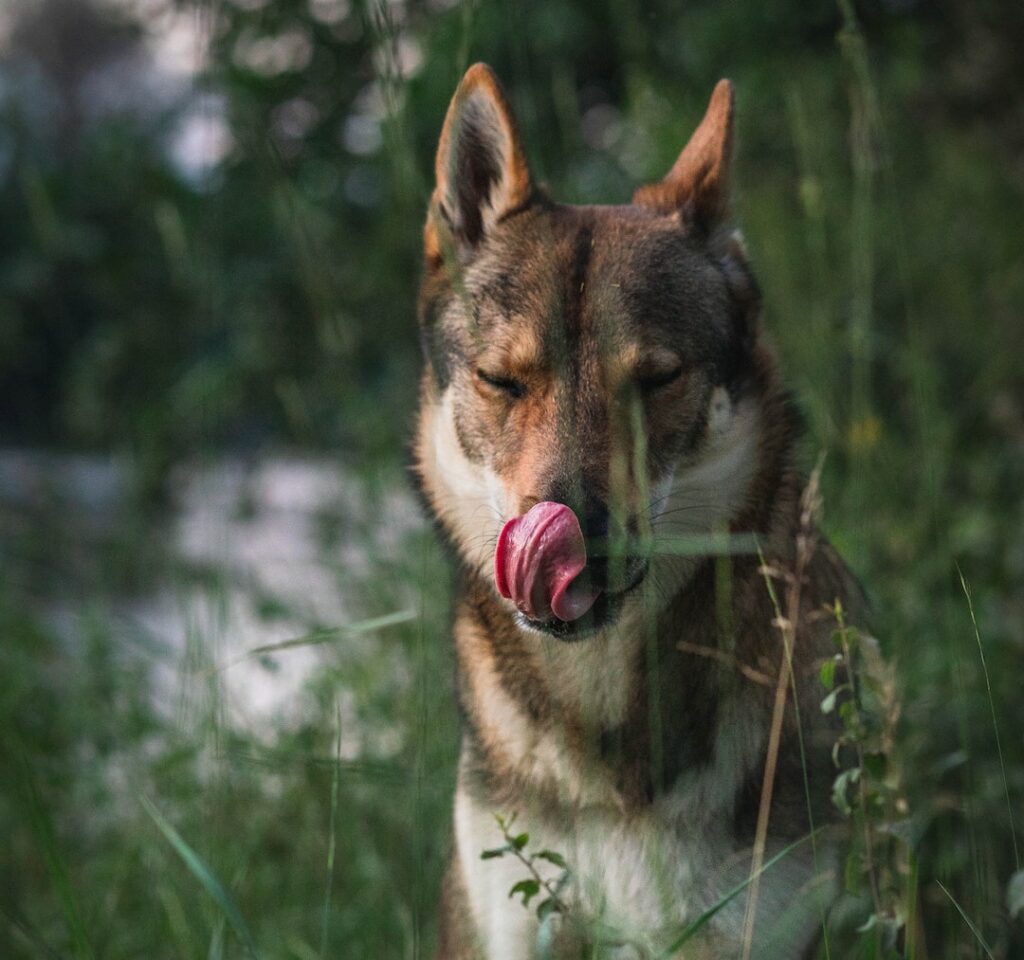 What do huskies 2025 eat in the wild