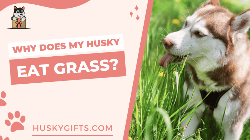 Why Does My Husky Eat Grass Dogs Eating Grass Explained Photo Inspiration