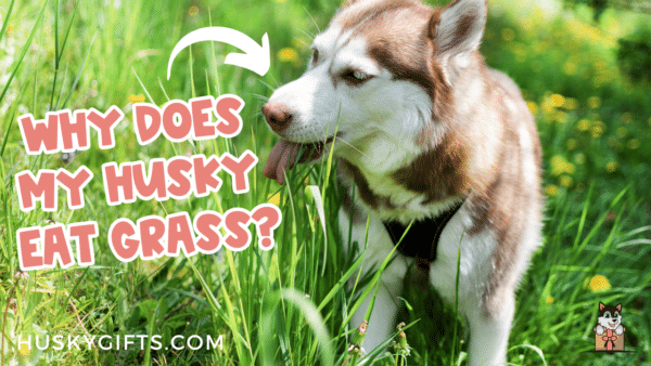 Image showcasing Why Does My Husky Eat Grass? (Unraveling The Mystery)
