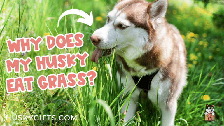 Picture Idea: Why Does My Husky Eat Grass Unraveling The Mystery