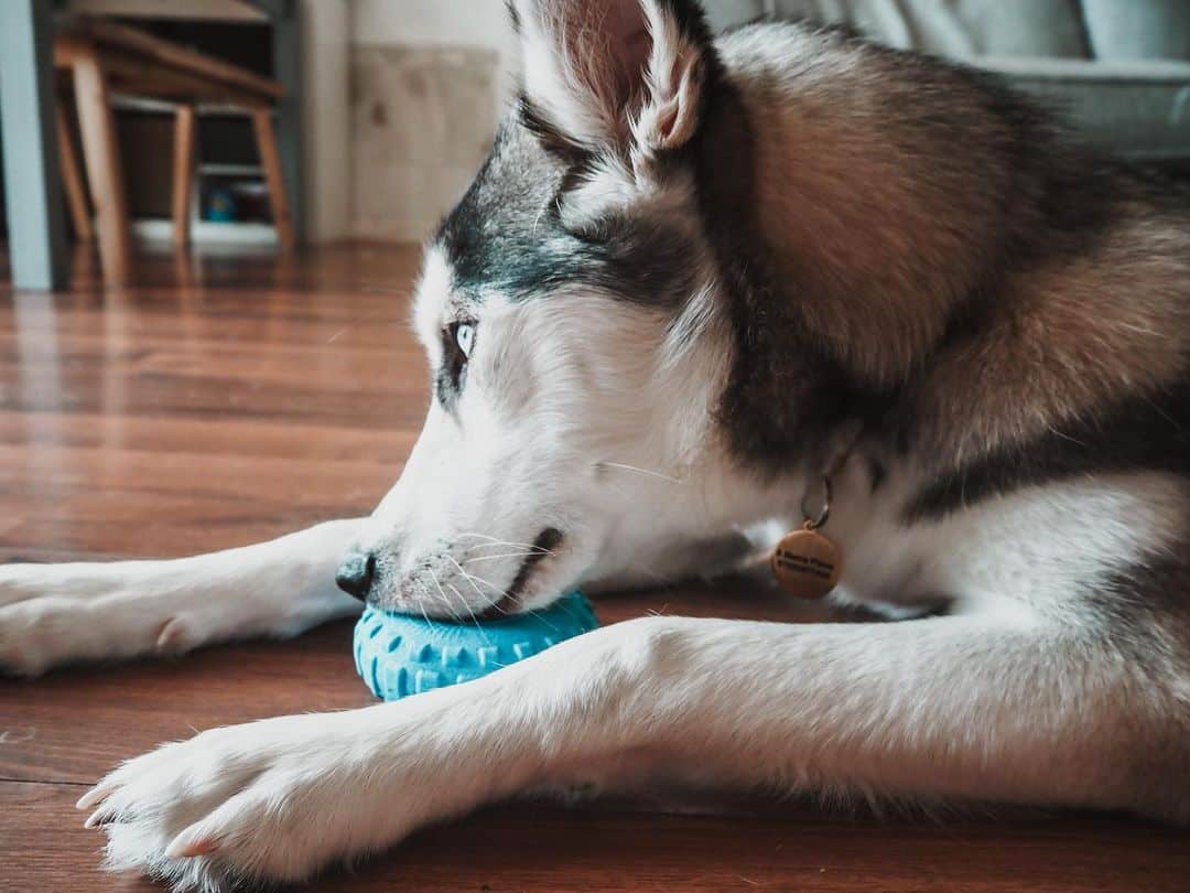 Why Is My Husky Not Eating? (Discover 5 Reasons)