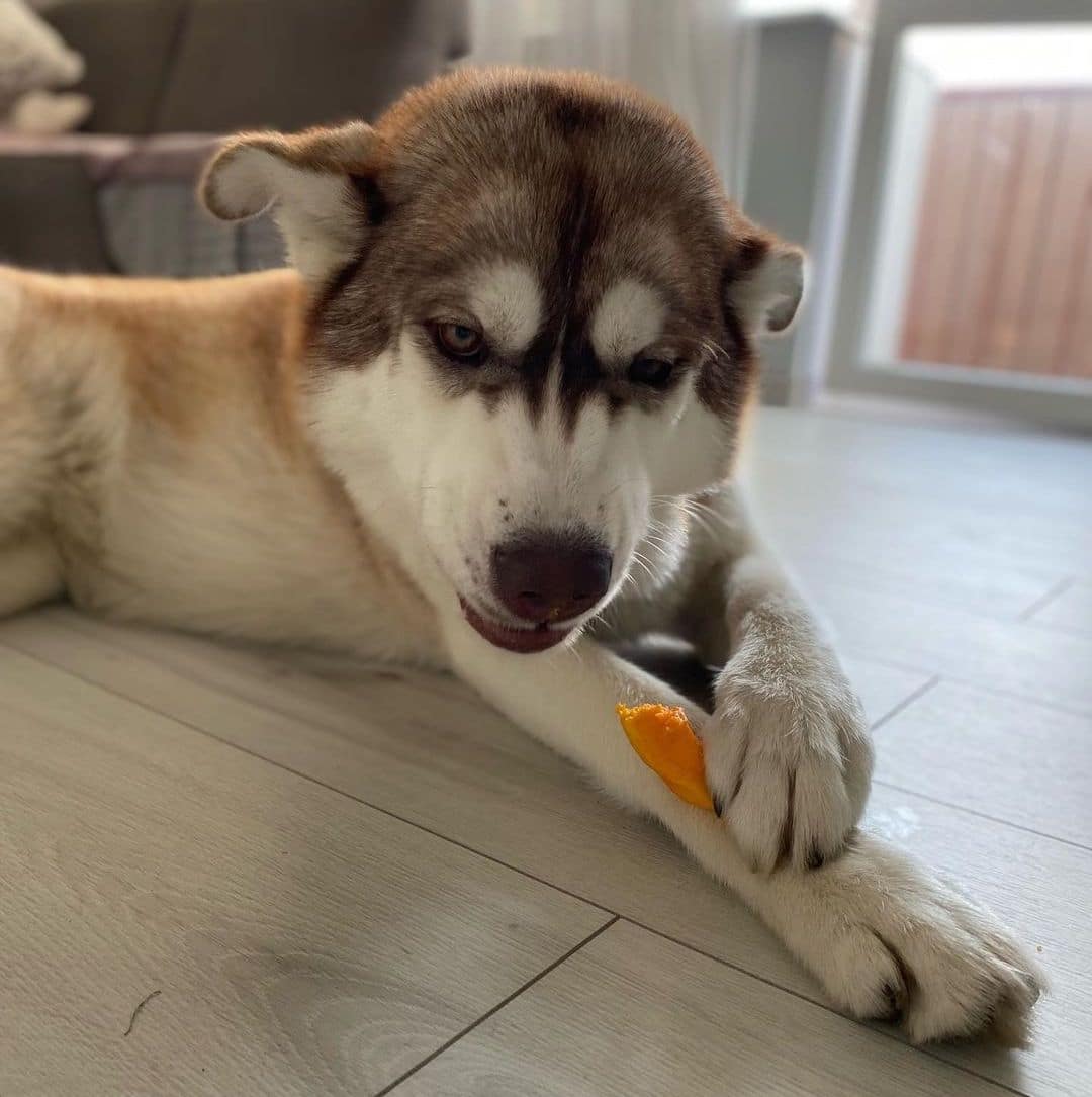 Why Is My Husky Not Eating? (Discover 5 Reasons)