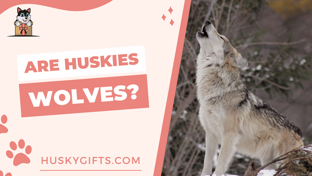 are husky related to wolf