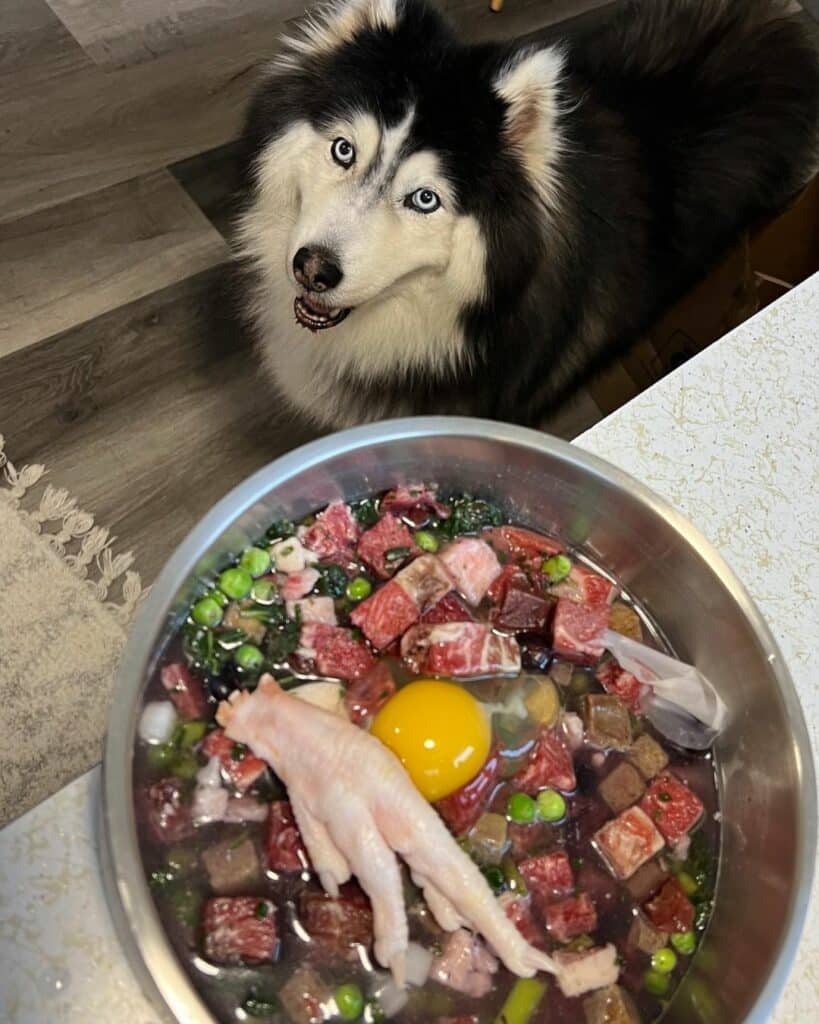 Best food to feed a husky sale