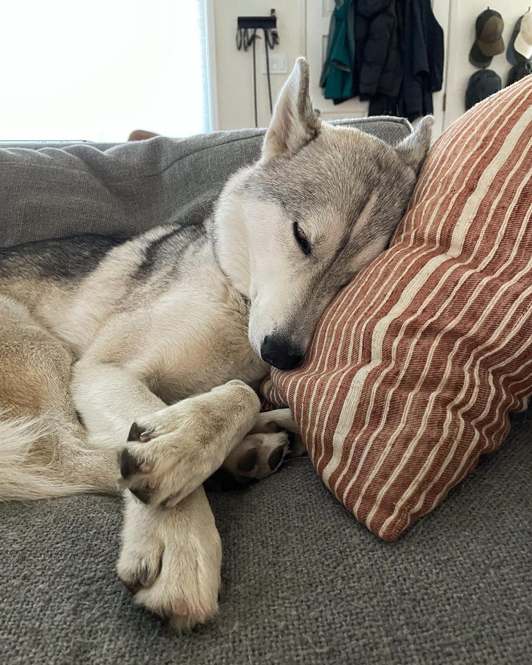 17 Siberian Husky Sleeping Positions (Names + Pictures)
