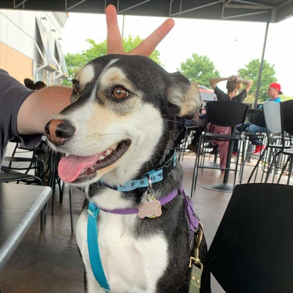 Beagle Husky Mix Color