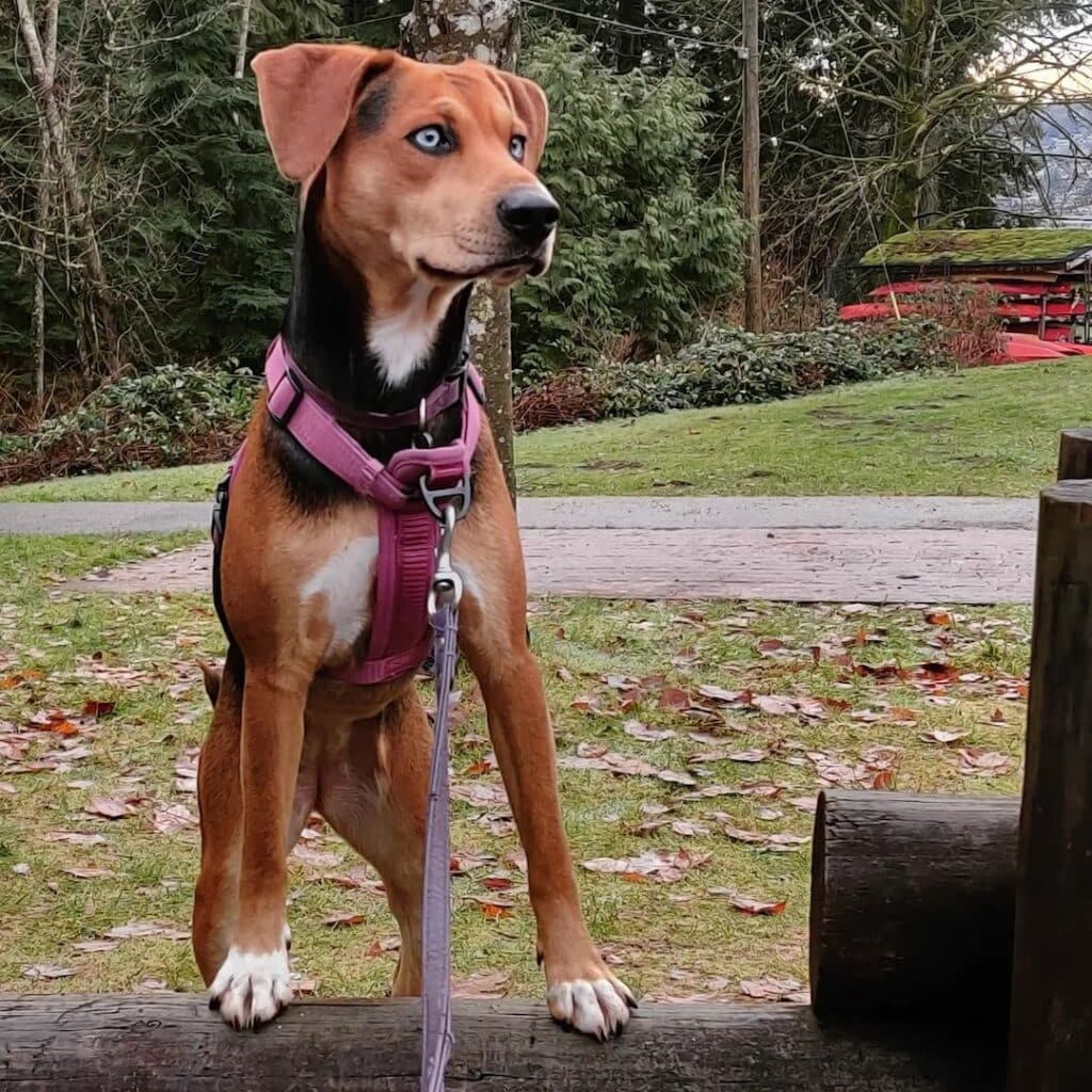 Beagle Husky Mix Size