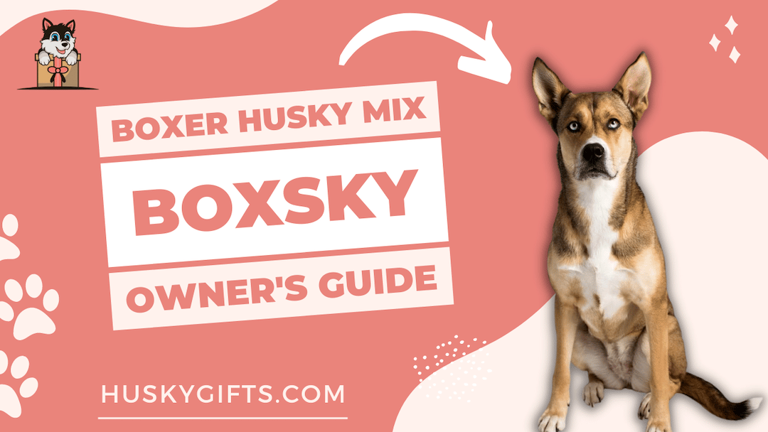 Boxer Husky Mix - Boxsky - Owner's Guide