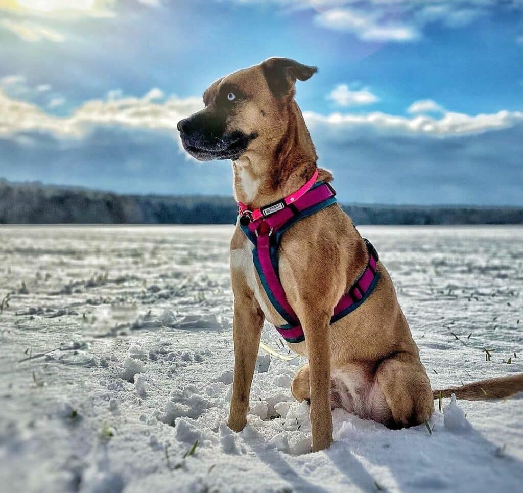 Husky Boxer Mix Health