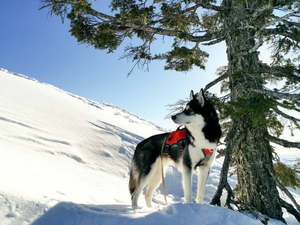 Husky Price in Canada - Ontario - Toronto - Vancouver - Ottawa