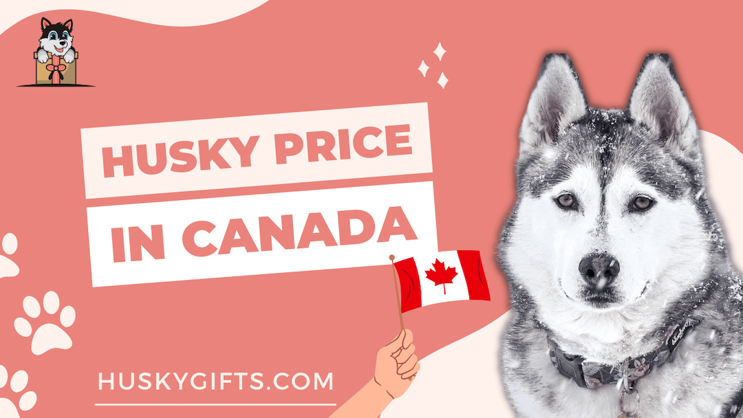 how much do siberian huskies cost