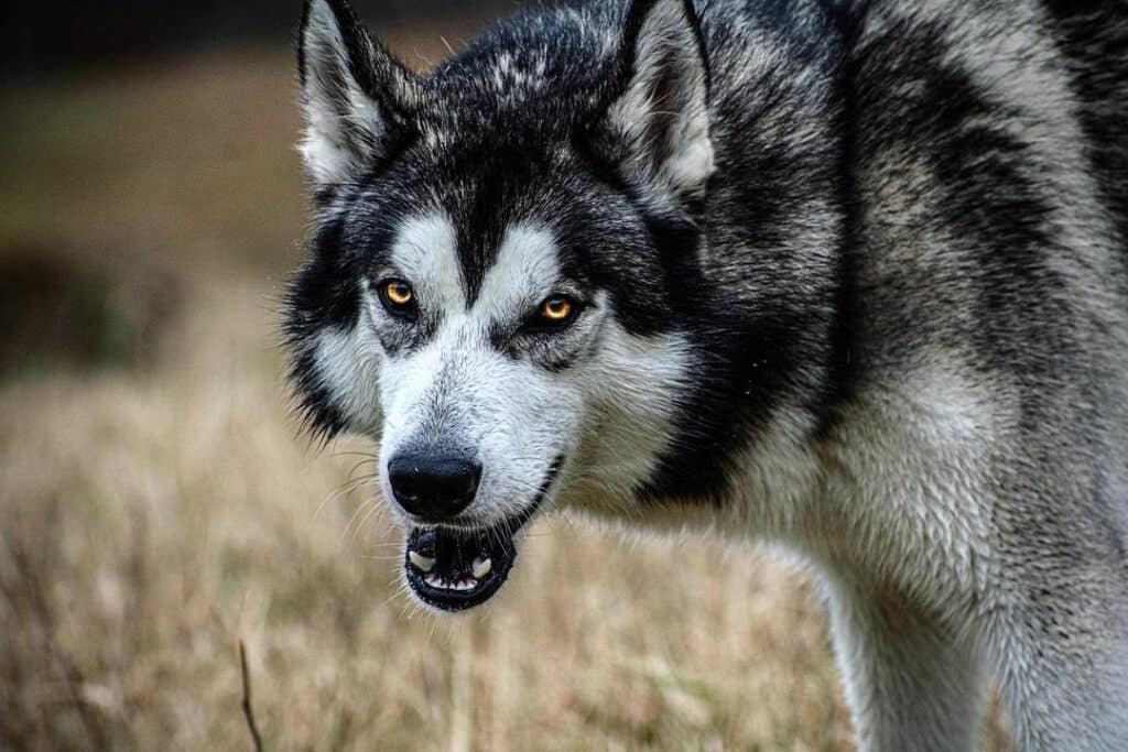 Husky Wolf Mix (Wolf Dog): Owner's Guide