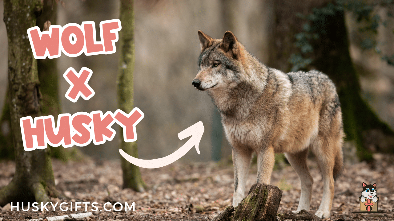 Husky Wolf Mix - Wolf Dog