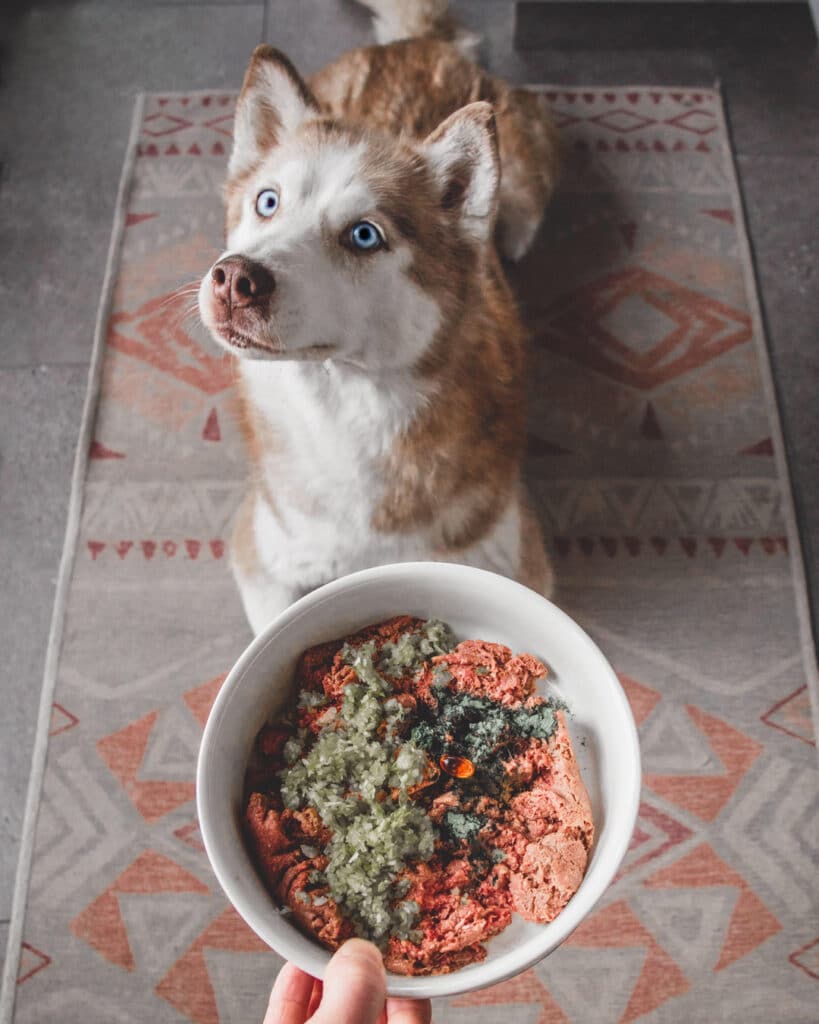 Siberian husky outlet feeding