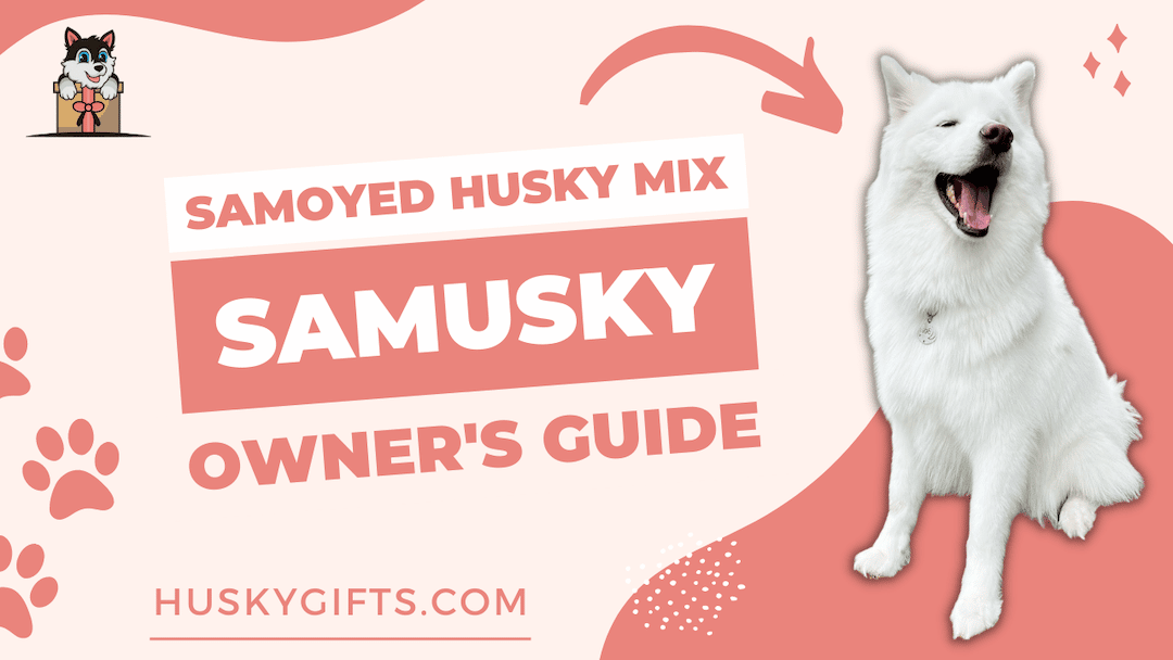 Samoyed Husky Mix - Samusky - Samsky - Owner's Guide