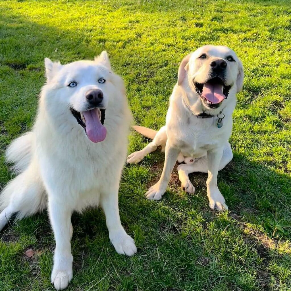 Samoyed Husky Mix (Samusky): Owner's Guide