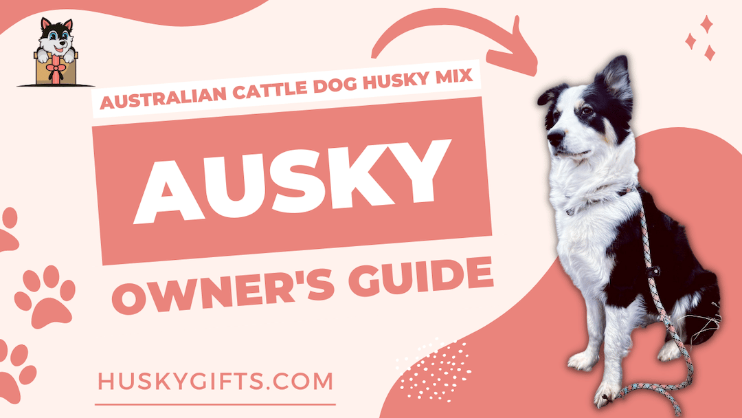 Australian Cattle Dog Husky Mix - Ausky - Owner's Guide